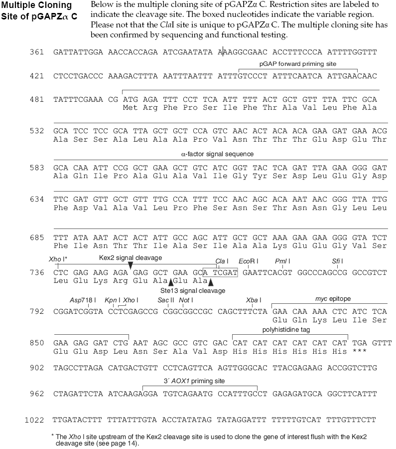 pGAPZalpha C多克隆位点